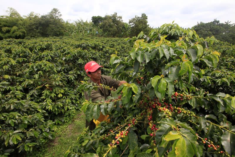 Foto de archivo. Un campesino recolecta café en un cultivo en las afueras de Montenegro, en el departamento del Quindío