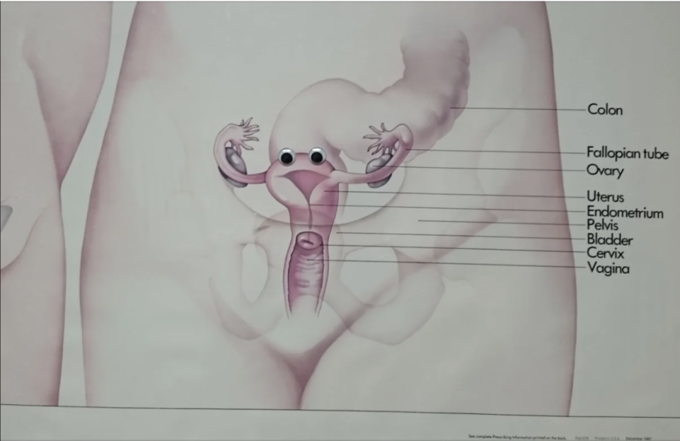 eyes stuck on the graphic of fallopian tubes