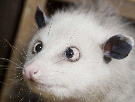 Heidi, l'opossum qui louche, est pensionnaire au zoo de Leipzig. Elle est devenue une vraie sensation sur Internet.