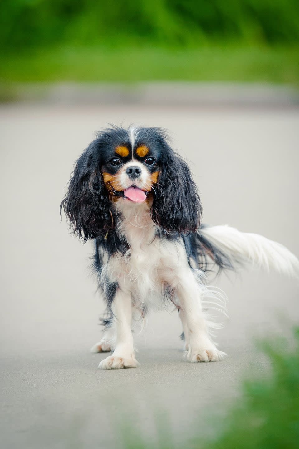 Cavalier King Charles Spaniel