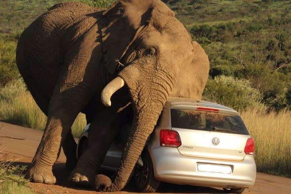 Elephant almost crushes tourists relieving itch on car