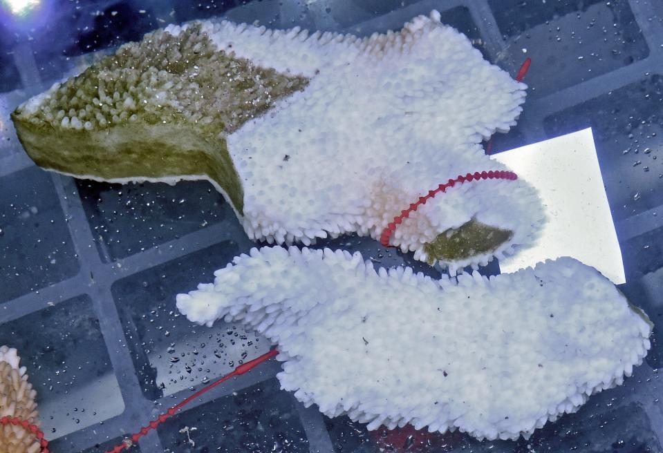 These bleached Elkhorn coral fragments were rescued from Biscayne National Park and are currently both receiving antibiotics and under quarantine at the Mote Aquaculture Research Park.