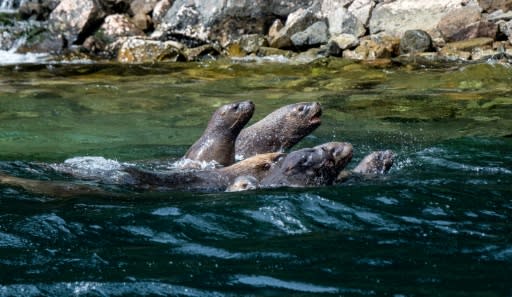 The changing concentration of calcium carbonate in the fjord waters is thought to be one reason sea lions are now found in Punta Arenas