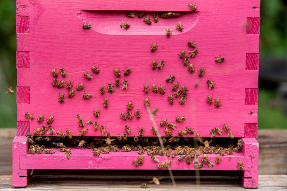 Honeybees work together to maintain the hive and create honey in the York County Maine State Beekeepers Association representative Elizabeth Goodwin's Wells, Maine backyard on July 19, 2021.