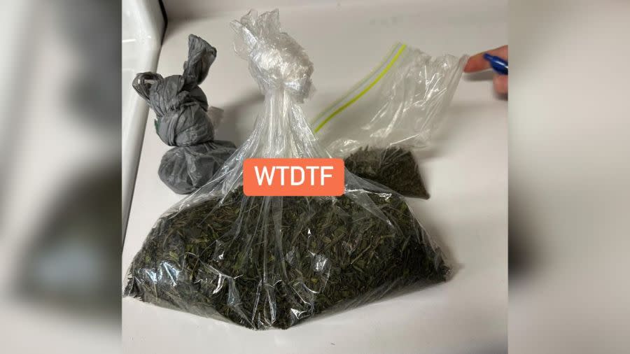 Khat, an imported hallucinogenic drug (Photo courtesy of the West Tennessee Drug Task Force)