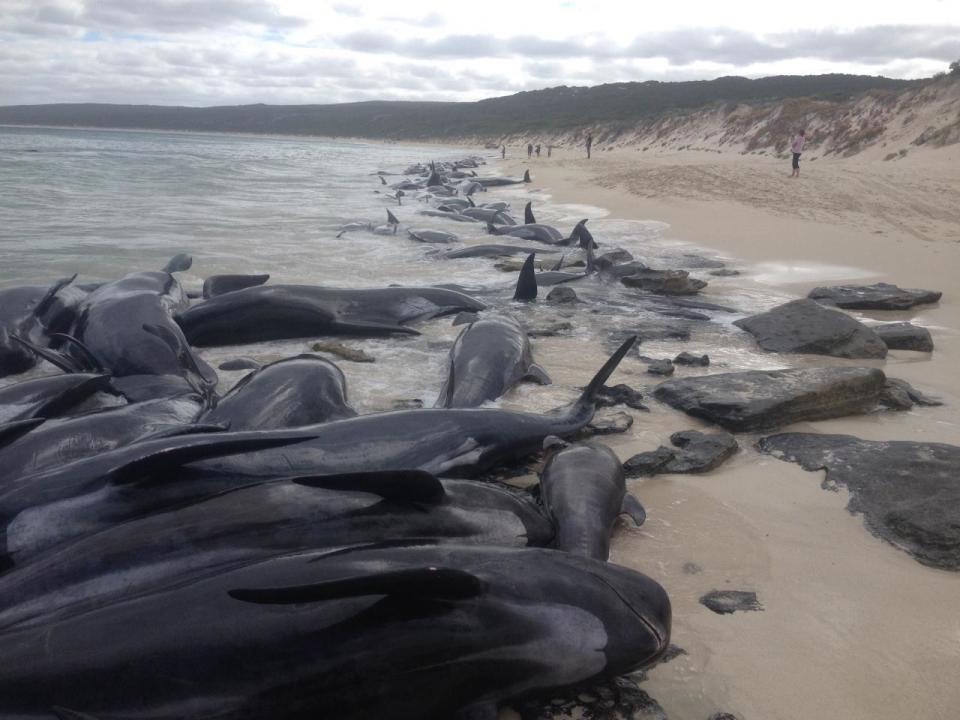 More than 150 whales beach themselves in Western Australia