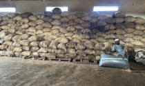 A man sits on a bag of cocoa at the Kadet Agro Allied Investment Ltd. warehouse inside the conservation zone of the Omo Forest Reserve in Nigeria, Monday, Oct. 23, 2023. Farmers, buyers and others say cocoa heads from deforested areas of the protected reserve to companies that supply some of the world’s biggest chocolate makers. (AP Photo/Sunday Alamba)