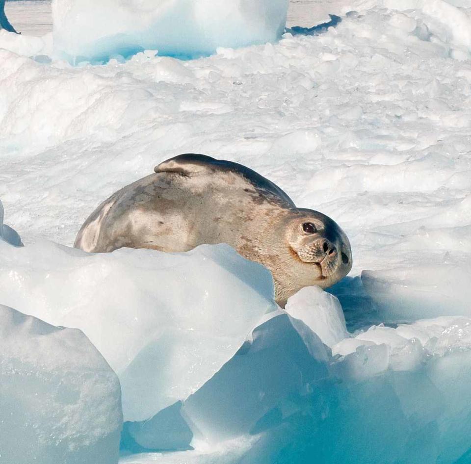 Ice to meet you: A weddell seal literally chills out in Cierva Cove, Antarctic Peninsula. Speaking about his breathtaking work, photographer Sergey Kokinskiy said: "If you notice, many of the subjects of my photos could have recognisable human emotions transferred onto them: love, envy, hatred, greed, malice, cunning, compassion, and more."