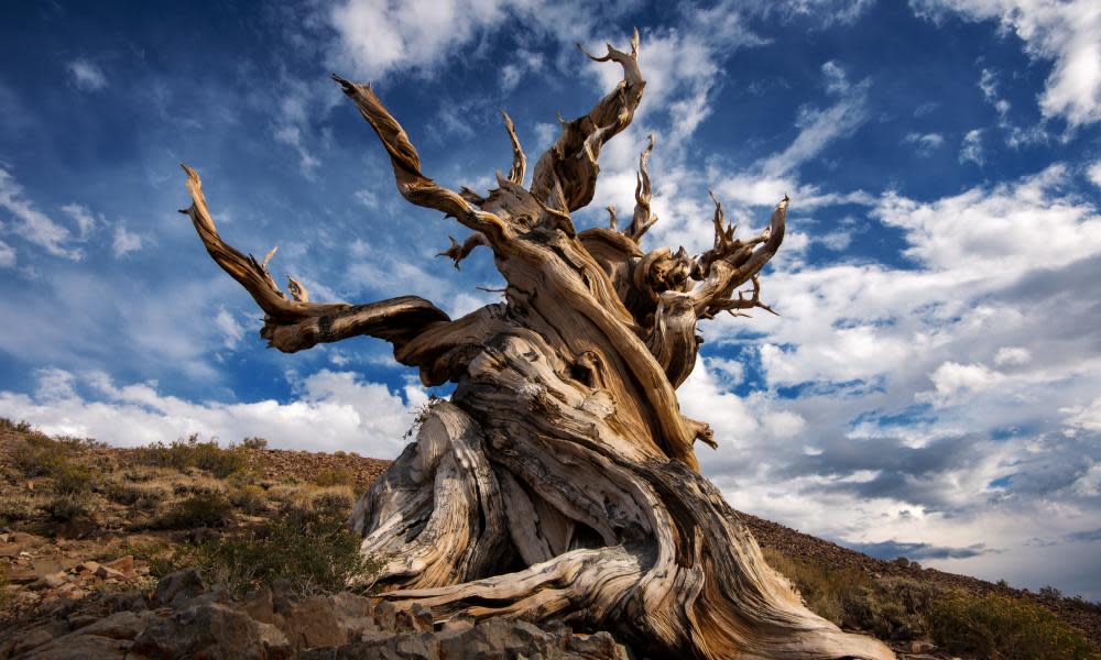 <span>Photograph: Piriya Photography/Getty Images</span>