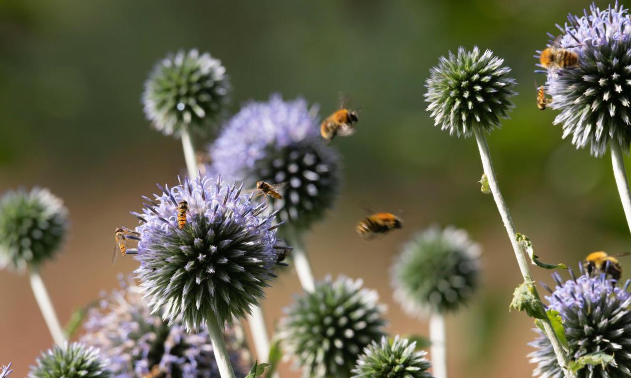 <span>Bumblebees and hoverflies attracted to the flowers of a globe thistle. A recent study showed an average of eight different chemicals in the pollen stores collected by bumblebees and up to 27 different pesticides being collected.</span><span>Photograph: Iain Pritchard/Alamy</span>