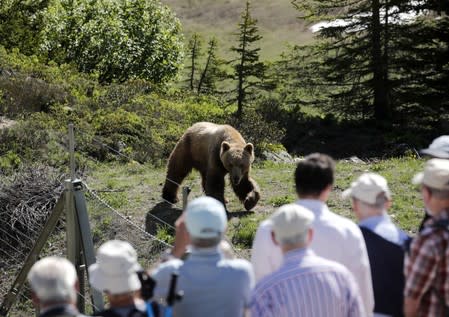 Visitors look at bear Napa at the Arosa Baerenland sanctuary in the mountain resort of Arosa