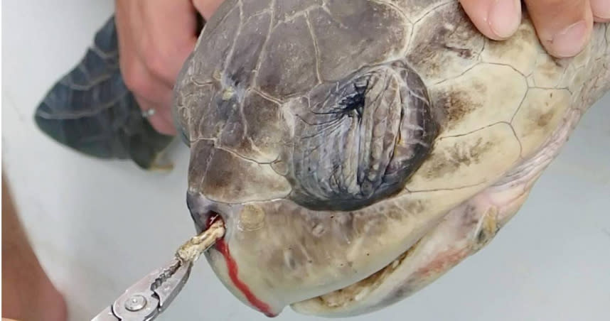 15公分長的塑膠吸管卡在海龜鼻子哩，滲血的畫面震撼全球民眾，也讓環保議題成為顯學。（圖／翻攝自Leatherback Trust臉書）