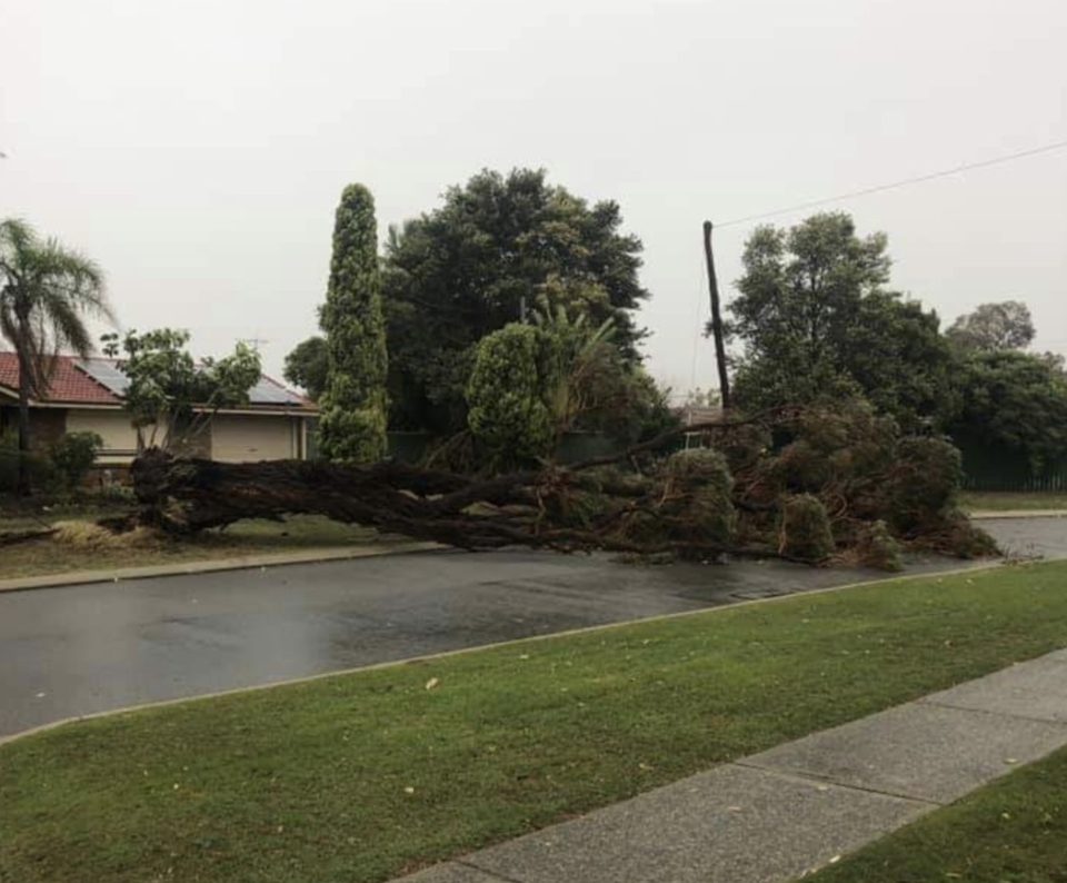 A tree ripped down in Thornlie. Source: Twitter/ Ross Nagle