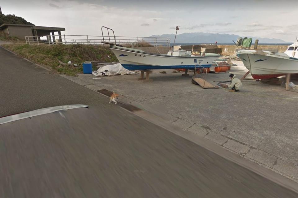 Dog becomes an internet sensation after chasing a Google Maps car.