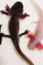 <p>These aquatic salamanders have one of the most incredible abilities of all animals on earth: They can regenerate a missing limb, tail, spinal cord, parts of their brain, heart, and lower jaw, and other organs. Researchers are hoping to determine how they do this for future use in humans.</p>
