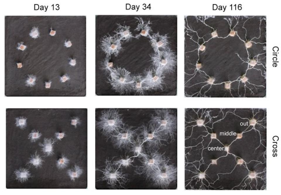 Fungal mycelial networks connecting wood blocks, arranged in circular (left) and cross shapes (right). ©Yu Fukasawa et al.