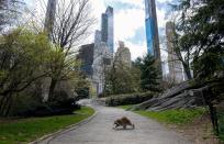 Un mapache cruza un sendero del Central Park de Manhattan, Nueva York (Estados Unidos), el 16 de abril. (Foto: Johannes Eisele / AFP / Getty Images).