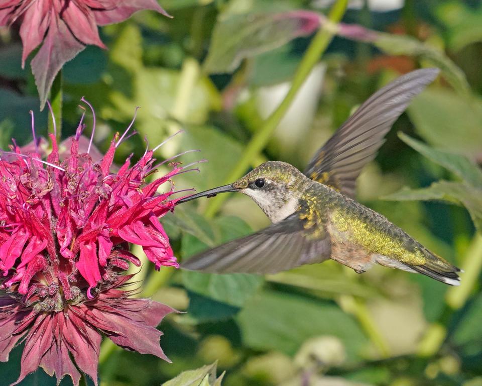 Hummingbirds will arrive soon and you can track their arrivals and report them online.