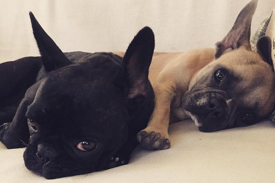 Lady Gaga's Dogs Were Stolen: See Photos of the Singer's French Bulldogs Asia, Koji and Gustav