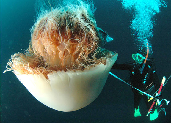 A diver is dwarfed by a giant jellyfish.