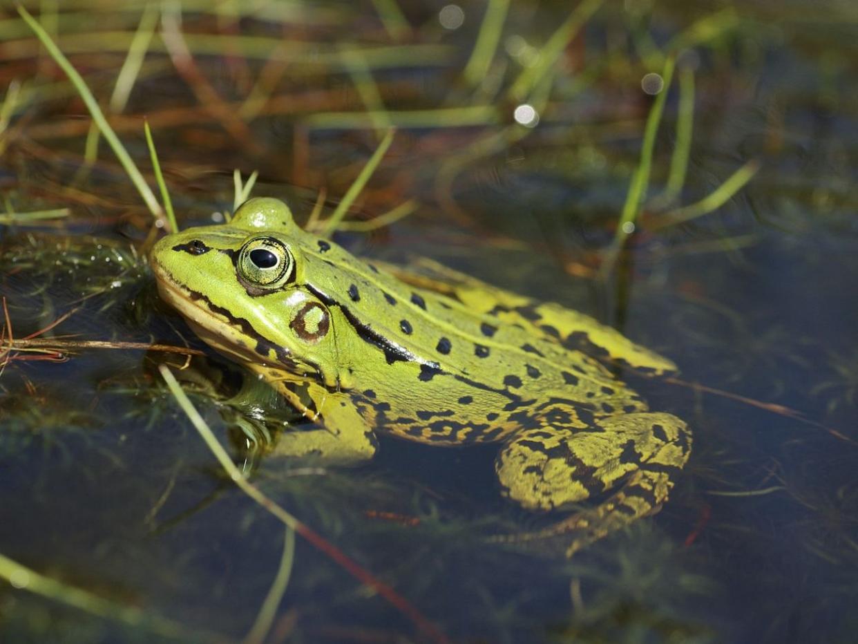 Las ranas de agua de Anatolia (Pelophylax spp) podrían extinguirse localmente en zonas de Turquía debido a la sobreexplotación como alimento. Kerim Çiçek, CC BY-ND