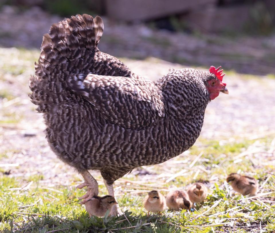 Free range hens and their chicks stroll about the front of Anthony Petitti Organic Greenhouse. The greenhouse business turns 100 this year.