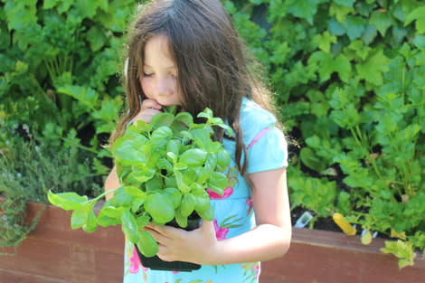 Basil Plant