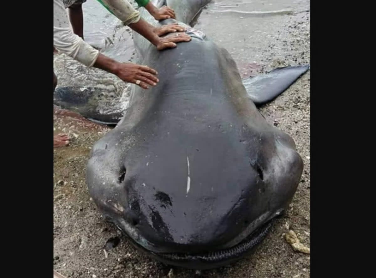 Megamouth shark found on the shores of Philippines’ Sorsogon measured up to 15ft (Nonie Enolva / Facebook)