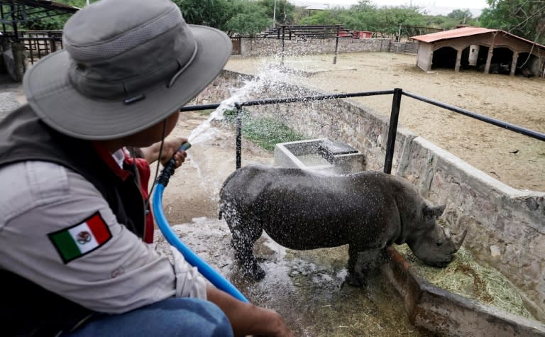 Un guarda del Zoo León, en el estado mexicano de Guanajuato, refresca con una manguera a un rinoceronte blanco el 13 de junio de 2024 (Mario Armas)