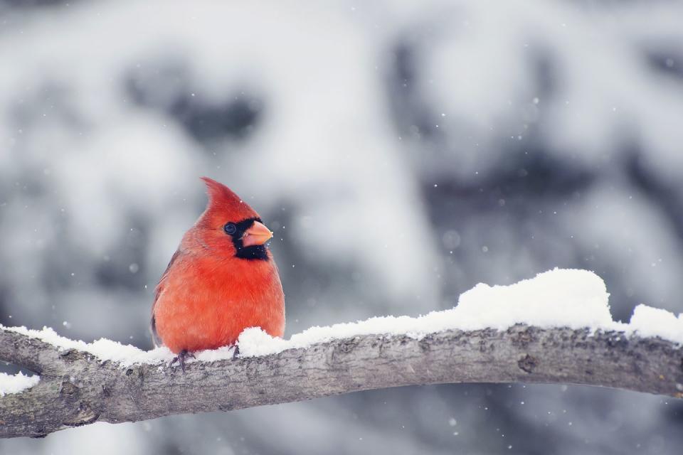 The Northern cardinal is the most popular state bird.