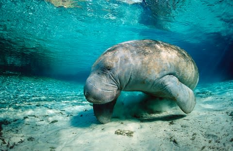 Snorkelling near manatees - Credit: AP