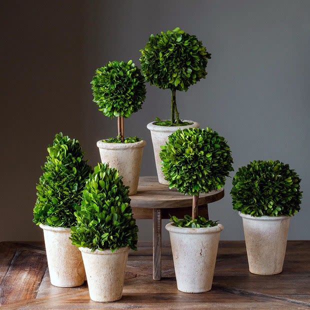 Preserved Boxwood Topiaries