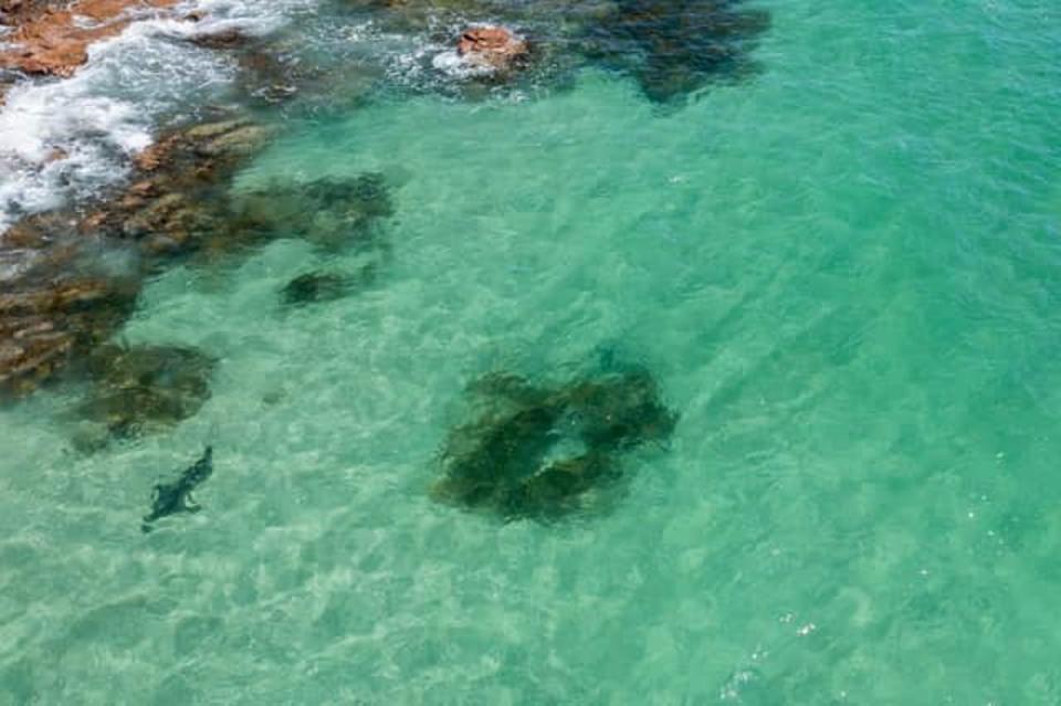 British father saves beachgoers in Australia after spotting Great White shark on his drone (@fonzyphotos/Instagram)