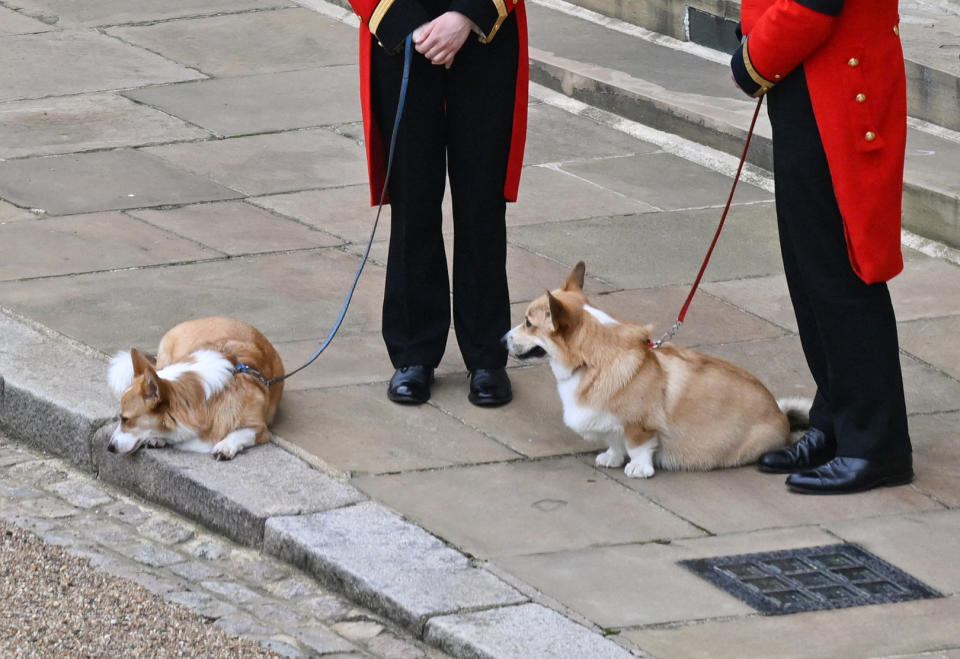 The Queen's corgis, Muick and Sandy are walked inside Windsor Castle on September 19, 2022, ahead of the Committal Service for Britain's Queen Elizabeth II. (Photo by Glyn KIRK / POOL / AFP) (Photo by GLYN KIRK/POOL/AFP via Getty Images)