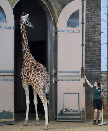 A zookeeper returns a giraffe to its house at London Zoo, London