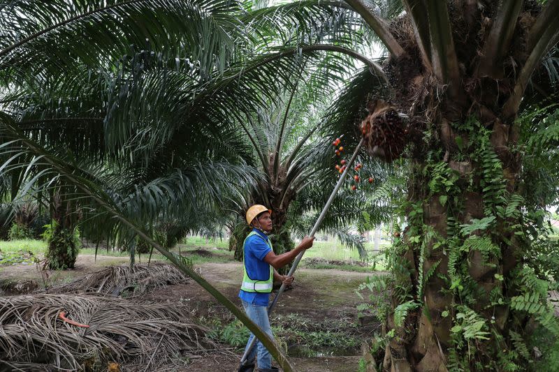 FILE PHOTO: A Sime Darby Plantation worker collects palm oil fruits at a plantation in Pulau Carey