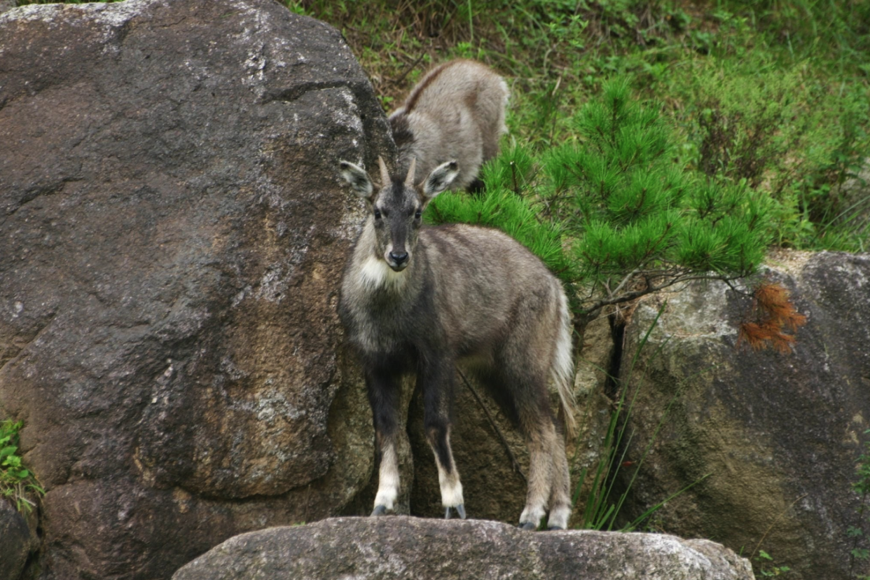 A native long-tailed goat, that has been classified as endangered by South Korea’s environment ministry. (National Institute of Ecology / Google Arts & Culture)