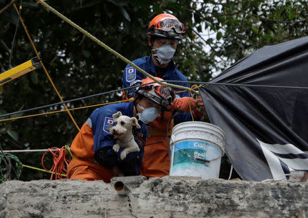 Members of a Japanese rescue team hold a dog found underneath the rubble of a collapsed multi family residential, after an earthquake, in Mexico City. REUTERS/Jose Luis Gonzalez