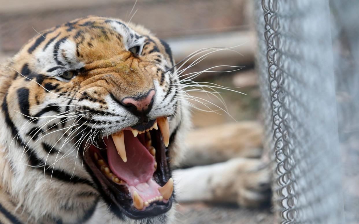 One of the 147 confiscated tigers removed from the controversial Tiger Temple - REX