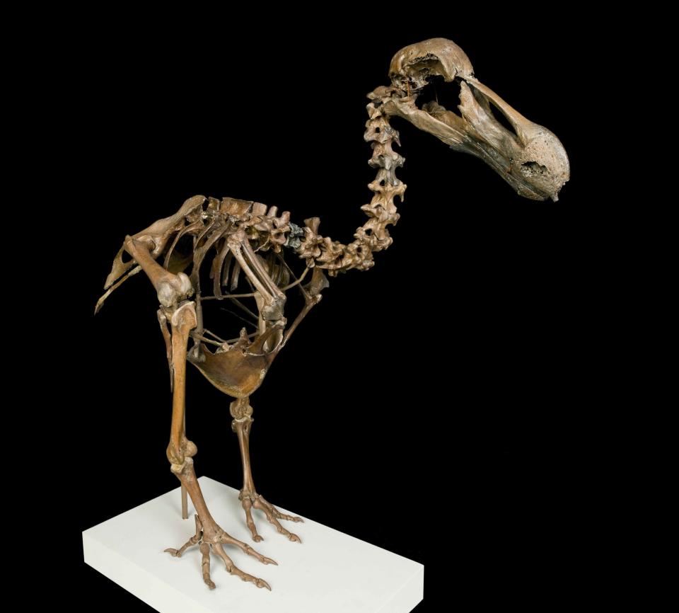 The Natural History Museum is set to showcase 22 of its most significant and valuable objects in a permanent gallery opening on Friday November 30. Pictured here is a Dodo skeleton constructed from bones that are around 1,000 years old. The death of the dodo was one of the first widely acknowledged cases of human-caused extinction. The bird’s fame was later secured by Lewis Carroll in his book Alice’s Adventures in Wonderland. (Natural History Museum)