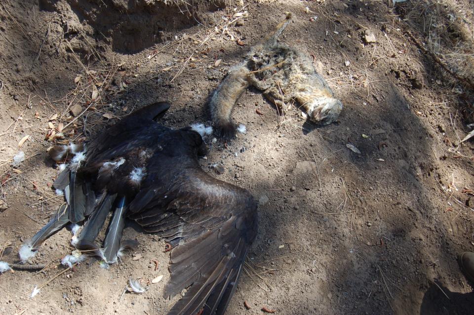 A dead vulture and fox discovered on an illegal marijuana cultivation site.