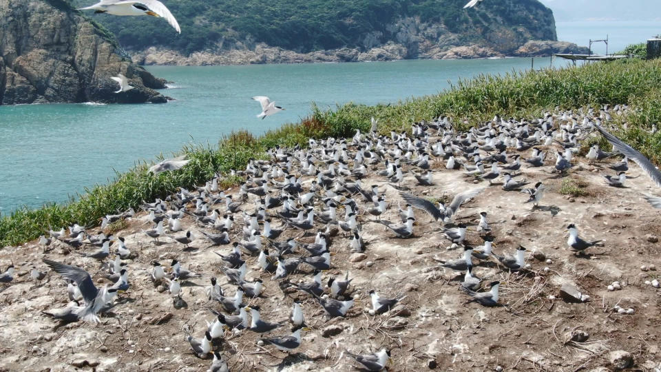 馬祖夏季是夏候鳥固定遷徙路徑，根據台北鳥會今年統計，至7月31日已無黑嘴端鳳頭燕鷗身影、鳳頭燕鷗僅剩3隻。（台北鳥會提供）