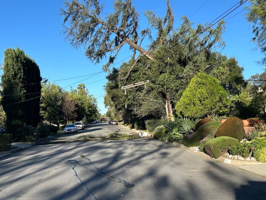 A power line went down in Sierra Madre on March 14, 2024.