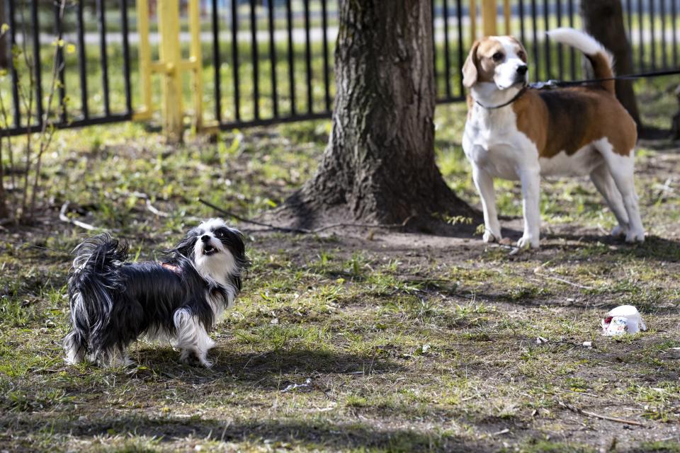 In this photo taken on Monday, April 27, 2020, Russian pensioner Margarita Donchenko's dog Sopha looks at volunteer Nadezhda Minyaeva while meeting with a neighbor dog during a walk in a courtyard outside of the apartment building in Moscow, Russia. Donchenko knows how much attention a dog needs and she is glad that when she can't give her fluffy little black-and-white pooch what she needs, there's volunteer Nadezhda Minyaeva to show up once a day for a walk. (AP Photo/Alexander Zemlianichenko)