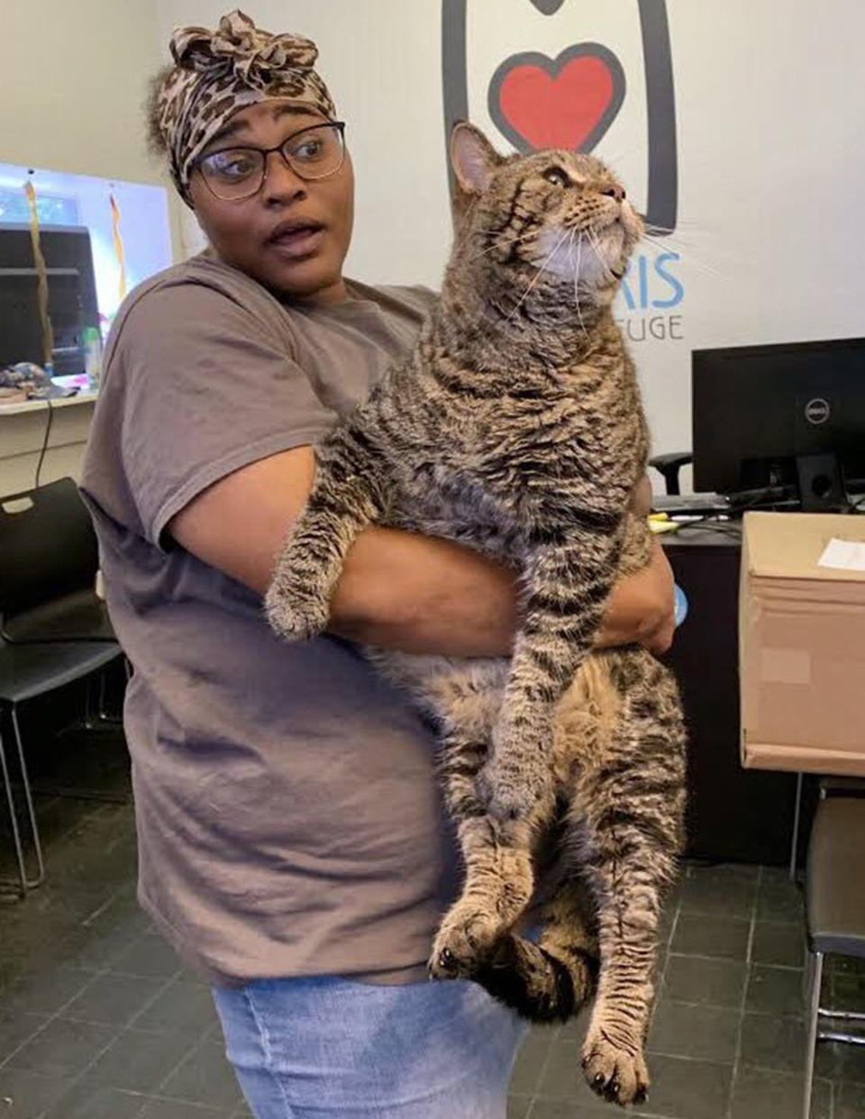 The huge 12kg cat needs to find a home. Source: Twitter @MorrisAnimal