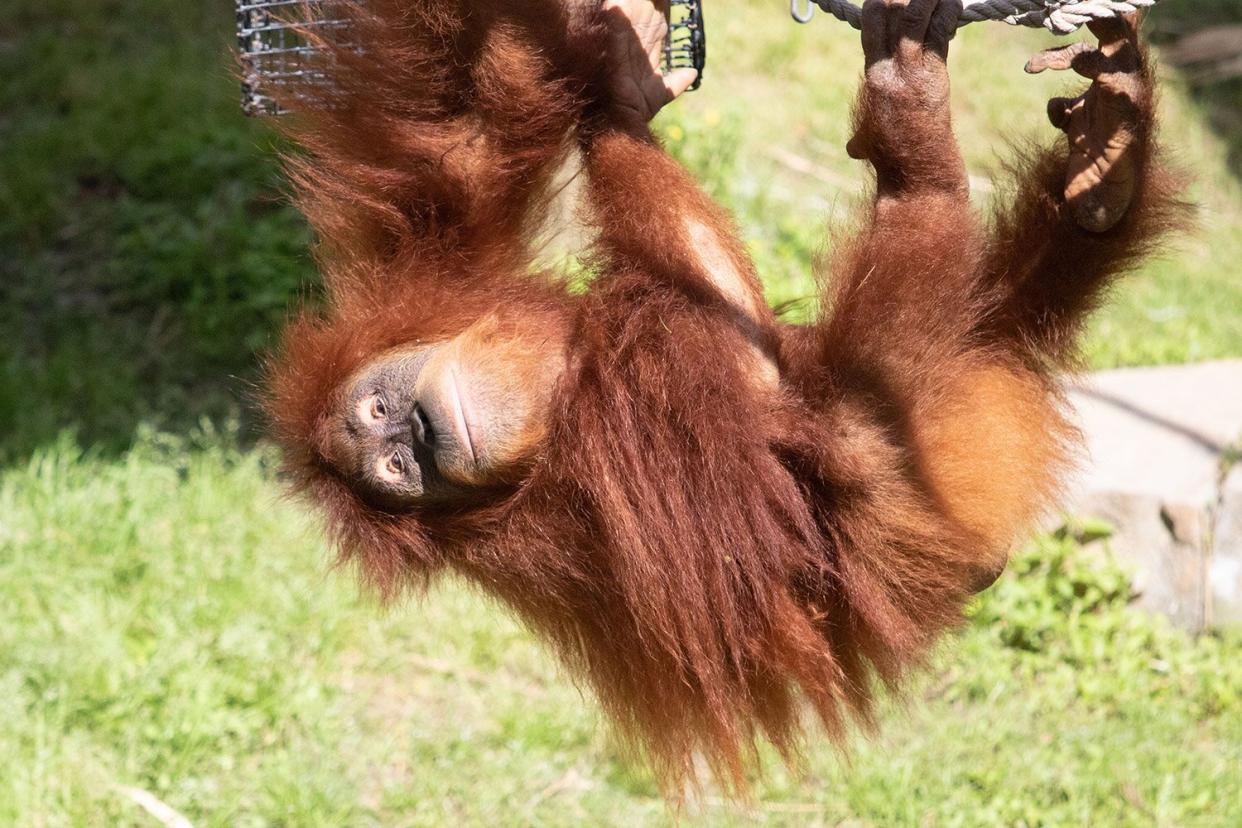 pregnant Sumatran orangutan