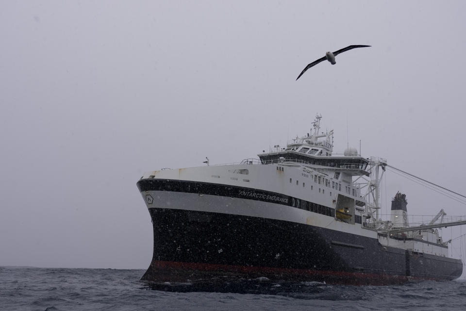 A bird flies past as snow falls on the Norwegian Aker BioMarine's Antarctic Endurance ship operating in the Southern Ocean off the coast of the South Orkney Islands, north of the Antarctic Peninsula, on March 8, 2023. Surging demand for nutrient-rich krill — for feeding farm-raised fish, omega-3 pills, pet food and protein shakes — combined with advances in fishing and the still unknown impact from climate change has some scientists warning the fishery is at a critical juncture and in urgent need of stricter controls. (AP Photo/David Keyton)