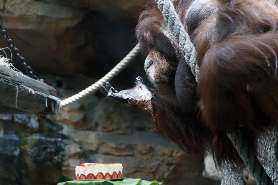 Orangutan Nenette eats a cake as she celebrates her 50th birthday, at the Jardin des Plantes zoo, in Paris, Sunday, June 16, 2019. (AP Photo/Thibault Camus)