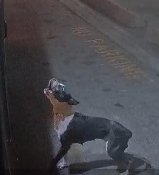 Dog in attack 1