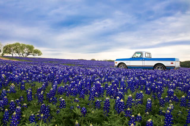 <p>Wynn Meyers</p> Catch an unforgettable view of the Hill Country blossoming into color at public parks like Muleshoe Bend Recreation Area.